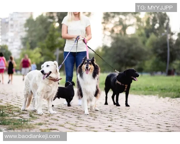 足球明星与爱犬的温馨时刻揭秘买狗视频背后的故事与情感交流 足球明星与爱犬的温馨时刻揭秘买狗视频背后的故事与情感交流